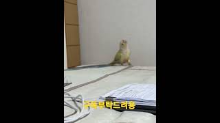 카이큐앵무새 코뉴어로 환생하다?!! #shorts