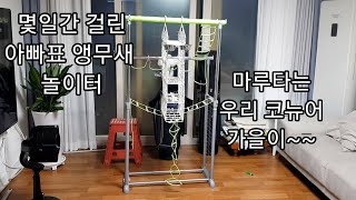 공서연.앵무새 놀이터. 코뉴어.2020.7.22