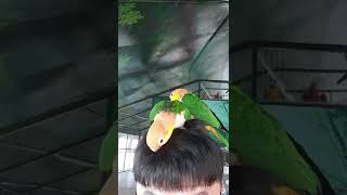 머리 끝에서 노는 카이큐 ~