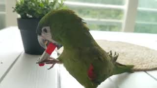 한스마카우pbfd  안녕이 hahns macaw parrot