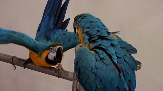 청금강앵무새 망고 모음