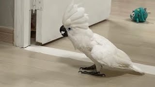 노래하는 코카투 앵무새 순무 하지만 끝은 안녕.