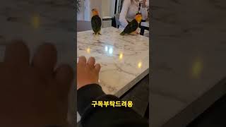 통통튀는 카이큐앵무새 #shorts