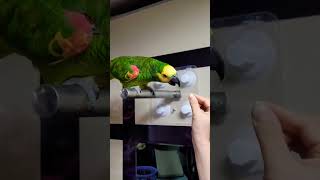 엄마가 나쁘다.    #AmazonParrots#아마존…