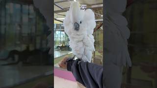 흥이난 코카투앵무 스위티 #cocatoo