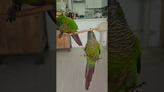 국대하고 픈  앵무, 새로~!!(부제:금을 품은 새로)…