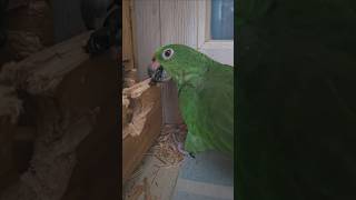 사춘기 아마존 앵무새의 집착과 파괴력은 어느 정도일까?…