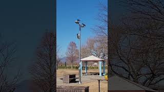 청금강앵무새와 까마귀 #shorts