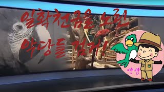 앵무새 관련 방송 및 기사