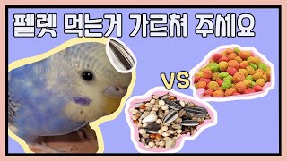 앵무새 펠렛 적응기. 알곡에서 펠렛으로 바꿔 먹이기 [DARLENE 애완동물 분양,입양]