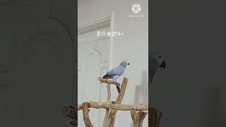 앵무새ㅡ순돌이는  혼자야
