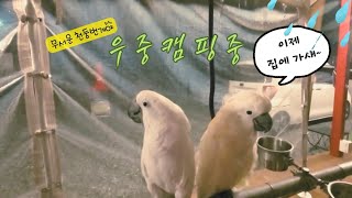 무서웠던 우중캠핑 / 유튜브 꿈나무 앵무새 / 레이차박 / 날씨가 미쳤어요