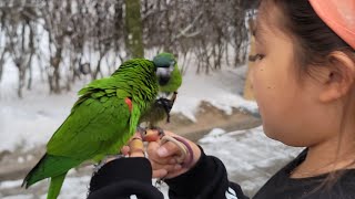 꽁패.한스마카우.앵무새.뽀미.한나 일상.2022.12.15