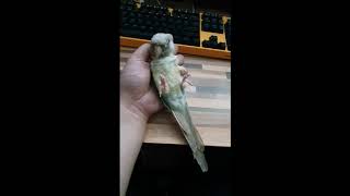 새친구들 (애완조 , 코뉴어)