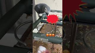 아빠손 따위는 물어버리겠다화난 앵무새 산이 #회색앵무새 #parrot