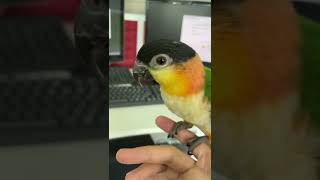 caique singing
