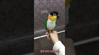 앵무새의 흔한 비명소리 #shorts #parrot #…