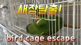 앵무새 새장을 탈출하다! bird cage escape