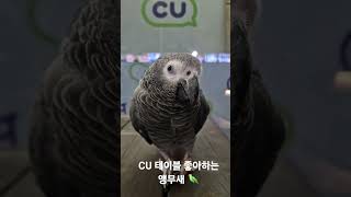 산책하는 앵무새. CU 편의점 앵무새. #parrot #greyparrots #앵무새 #회색앵무 #goforawalk