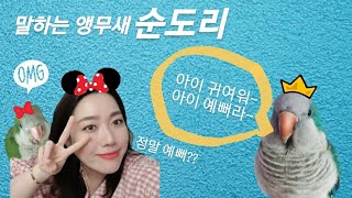 퀘이커앵무새 순도리 (엄마 칭찬해주는 말잘하는 앵무새)
