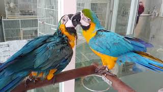 사이좋은 청금강앵무새