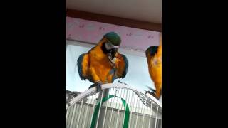 [아가새농장] 사과 먹는 청금강앵무