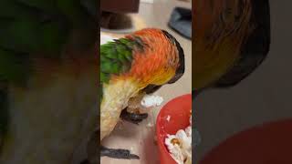 요르의 팝콘 먹방 #pets #birds #parrot #카이큐앵무새 #cute #animals #birdslover