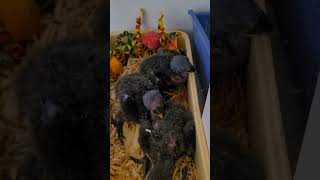 청금강 앵무, 뉴기니아, 한스마카우, 퀘이커 앵무 #앵무새 #birds #parrot #animals #birdslover #pets