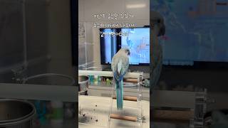 본앵 나온 방송 본방사수했꾸#뉴스파이터#퀘이커앵무송꾸꾸