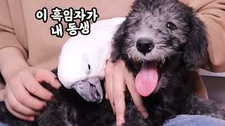 앵무새와 아기강아지의 첫 만남! 우리..잘지낼 수 있나…
