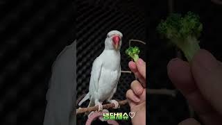 브로콜리간식#목도리앵무새#앵무새#parrot#먹방#간식…