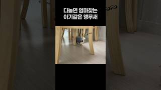 다놀면 엄마찾는 아기같은 앵무새  회색앵무 잠바