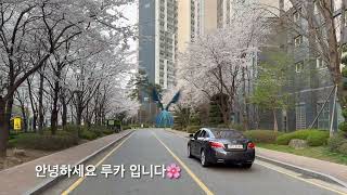 [루카의모험] 할리퀸 마카우 루카 활짝핀  …