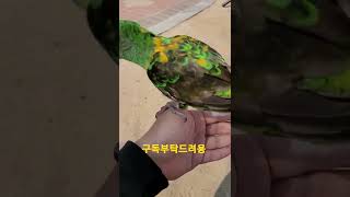 쟈딘앵무새 #shorts