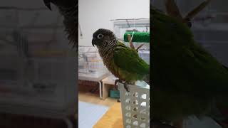 자비  쏭~ #parrot  #그린칙코뉴어  #앵무새 …