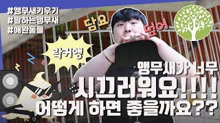 [앵무새 키우기] 앵무새가 너무 시끄러워요!!!! 어떻…