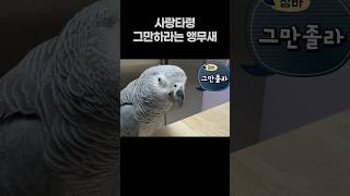 사랑타령 그만하라는 앵무새  회색앵무 잠바