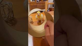 흉내내기 좋아하는 앵무새 #funny #앵무새