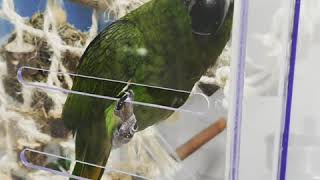 한스마카우  . 내이름은 왕두 . 망사 흔들침대 좋아요…