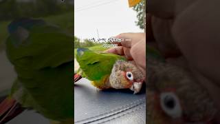 귀여워미치겠송#코뉴어#코뉴어앵무새#레드페이스#친해지길바래#parrot#birds