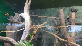 에버랜드_큰부리앵무새  투칸