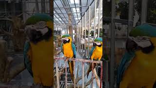 청금강앵무/Blue and Golden Macaw