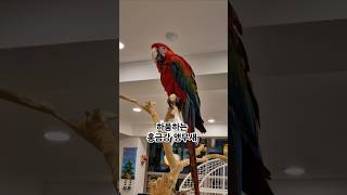 캐롤송이 자장가로 들리니?  #앵무새 #parrot #…