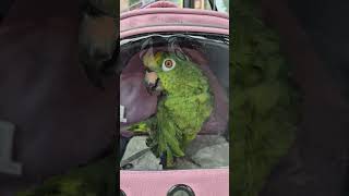 #엄마따라.여행가요☔️ #버스기다리기 #비올땐버스여행 #국내여행 #말하는앵무새