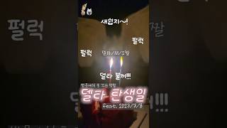 앵무새식 초 끄는 방법!! 델타의 탄생일~ #델타 #앵무새 #하이브리드코카투 #생일 #생일축하합니다 #별이 #별이랑델타랑 #코카투 #델타생일