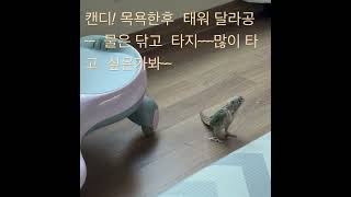 #앵무새 #birds #캔디# #코뉴어 #일상 #태워주라