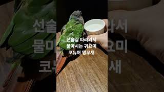 코뉴어 앵무새 산책 #코뉴어앵무새 #parrot #dr…