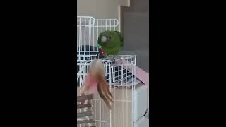 말하는 쟈딘앵무 희망이 ??