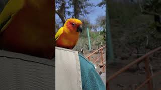 사육사 껌딱지 썬코뉴어