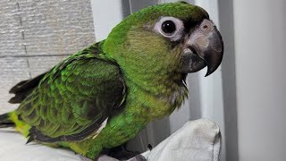 청모자 아마존 앵무와 동거하는 쟈딘앵무 행동교정 2일차